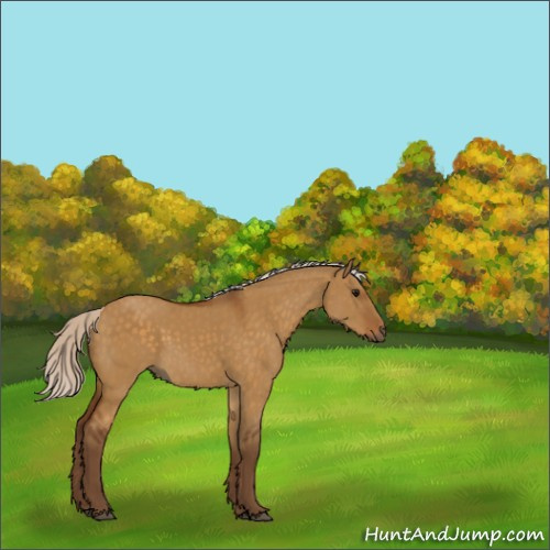 Horse Color:Silver Buckskin Dun Sabino 