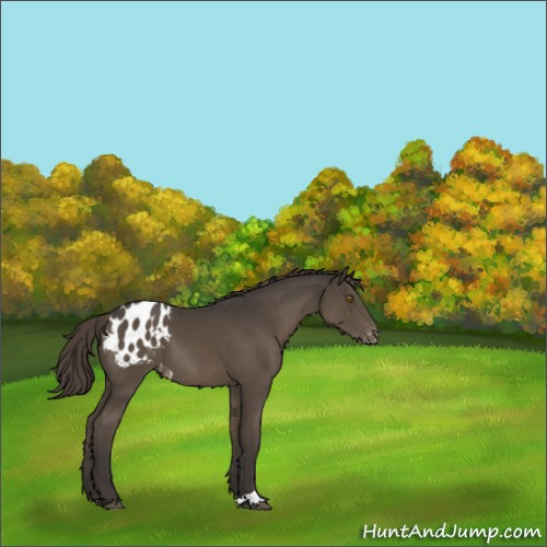 Horse Color:Smoky Black Appaloosa 