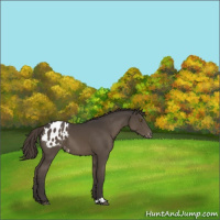 Horse Color:Smoky Black Appaloosa 
