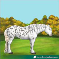 Horse Color:Smoky Grullo Appaloosa 