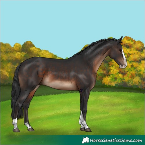 Horse Color:Brown Splash Tobiano Rabicano 