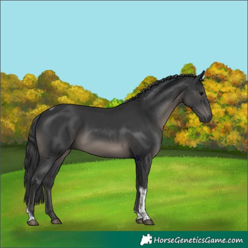 Horse Color:Black Tobiano Rabicano 