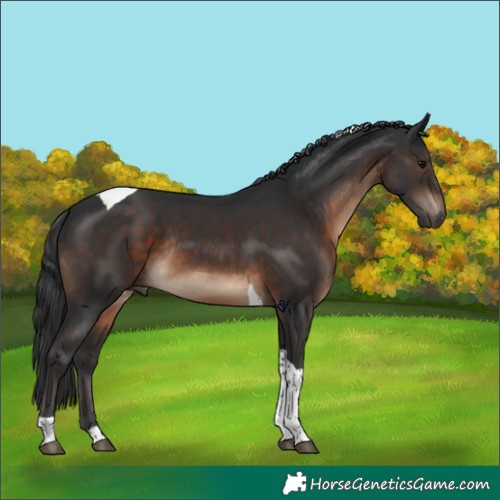 Horse Color:Brown Tobiano Rabicano 