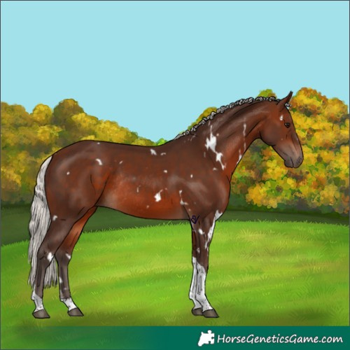 Horse Color:White Spotted Silver Brown Tobiano Rabicano 