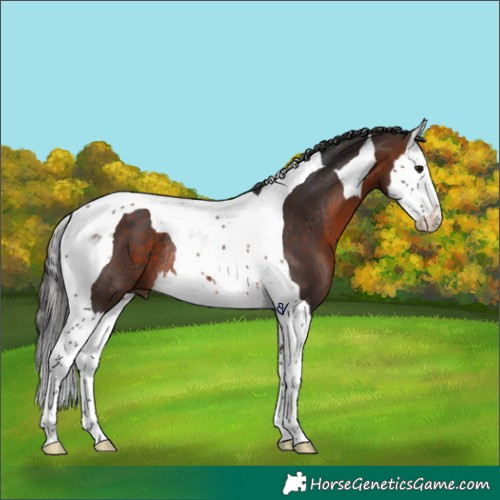 Horse Color:Brown Splash Tobiano Rabicano 