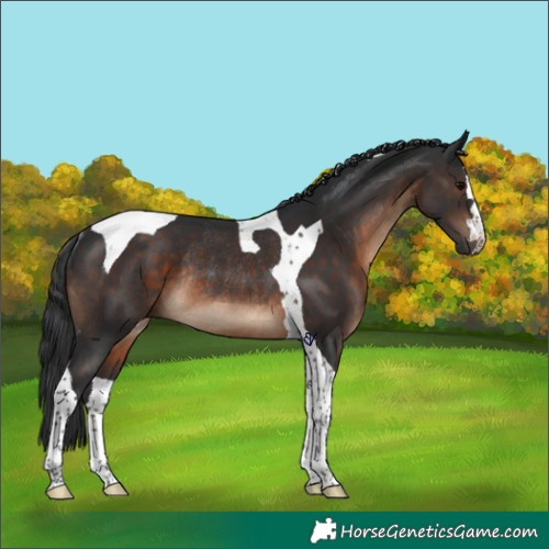 Horse Color:Brown Tobiano Rabicano 