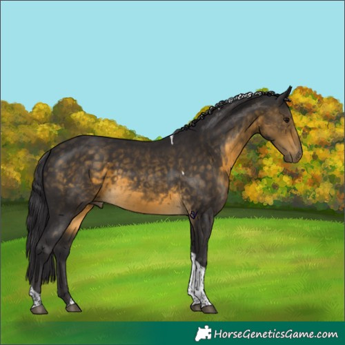 Horse Color:Buckskin Tobiano Rabicano 