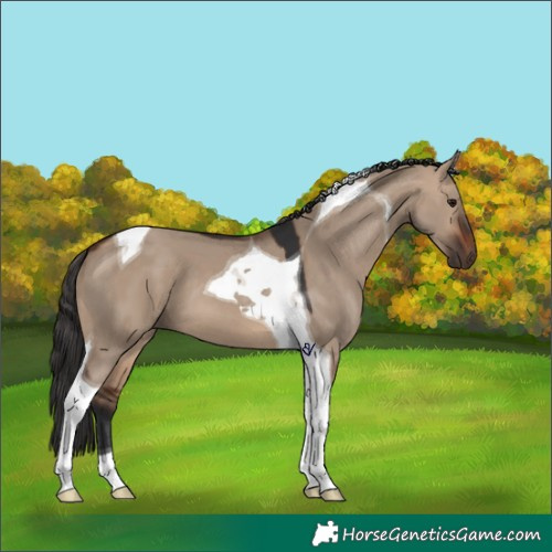 Horse Color:Brown Dun Tobiano 