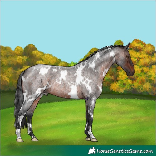 Horse Color:White Spotted Brown Roan 