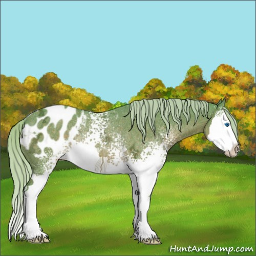 Horse Color:Watercolor White Spotted Silver Brown Ice Splash Appaloosa Rabicano 