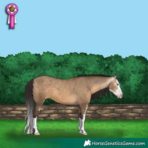 Horse Color:Gray Sable Champagne Dun Sabino Splash Appaloosa 