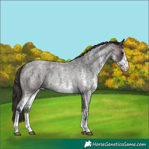Horse Color:White Spotted Midnight Bay Ice Roan 
