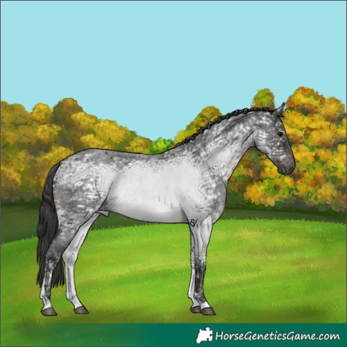 Horse Color:Blue Ice Roan Tobiano Rabicano 