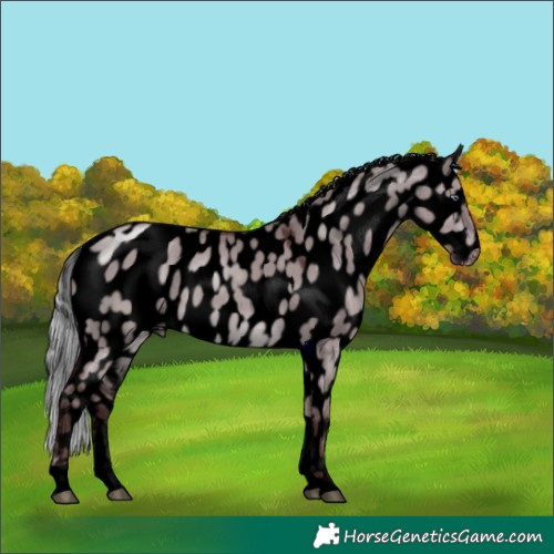Horse Color:Void Chocolate Silver Brown Chinchilla Dun Tobiano Appaloosa 