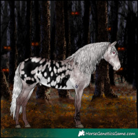 Horse Color:Void Chocolate Silver Brown Chinchilla Dun Tobiano Appaloosa Brindle