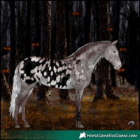 Horse Color:Void Chocolate Silver Brown Chinchilla Dun Tobiano Blanket Brindle 