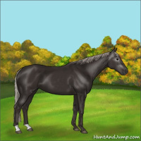 Horse Color:Gray Silver Black 