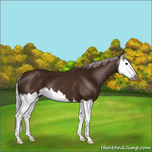 Horse Color:Gray Silver Black Splash