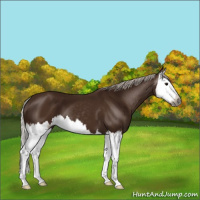 Horse Color:Gray Silver Black Splash 