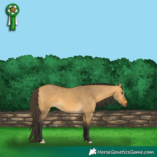 Horse Color:Buckskin Dun 