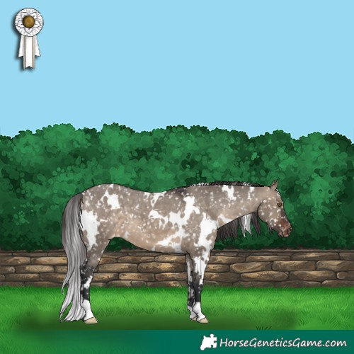 Horse Color:White Spotted Brown Dun Appaloosa 