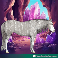 Horse Color:Black Splash Appaloosa Rabicano  and Grullo Splash Appaloosa Rabicano 