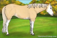Horse Color:Palomino Dun Splash