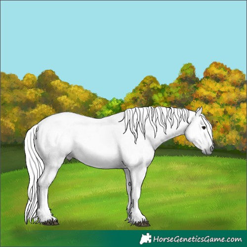 Horse Color:Gray Silver Black