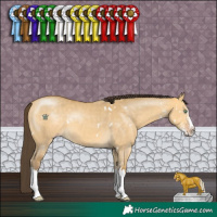 Horse Color:White Spotted Amber Cream Champagne Dun Splash Rabicano