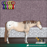 Horse Color:White Spotted Sable Champagne Dun Appaloosa Rabicano 