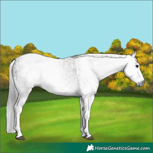 Horse Color:Gray White Spotted Black and Gray White Spotted Black