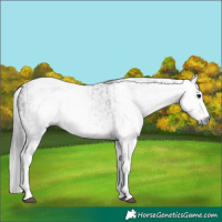 Horse Color:Gray White Spotted Black  and Gray White Spotted Black 