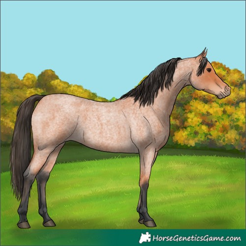 Horse Color:Bay Roan 