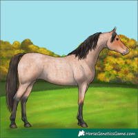 Horse Color:Bay Roan 