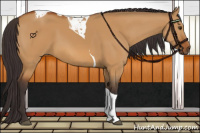 Horse Color:Buckskin Dun Tobiano 