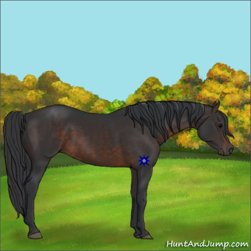 Horse Color:Brown 
