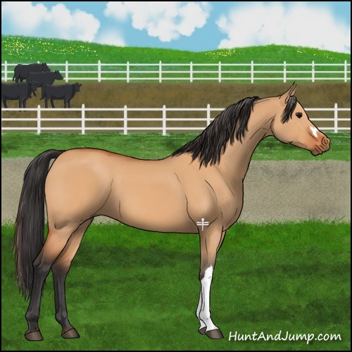 Horse Color:Bay Dun 