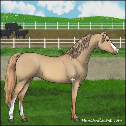 Horse Color:Red Dun 