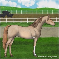 Horse Color:Red Dun Roan 