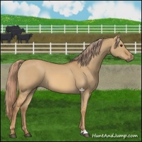 Horse Color:Red Dun 