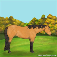 Horse Color:Buckskin 