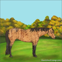Horse Color:Bay  and Buckskin 