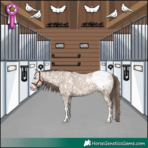 Horse Color:Classic Champagne Dun Splash Snowcap