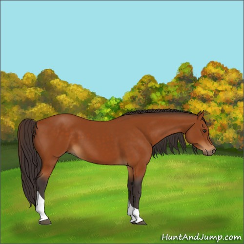 Horse Color:Buckskin Tobiano 