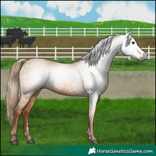 Horse Color:Gray Red Dun 