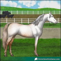 Horse Color:Gray Red Dun 