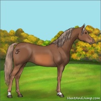 Horse Color:Chestnut 