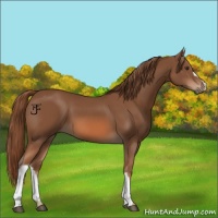 Horse Color:Chestnut 