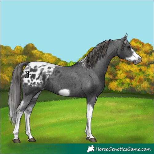 Horse Color:White Spotted Black Splash Tobiano Frame Appaloosa 
