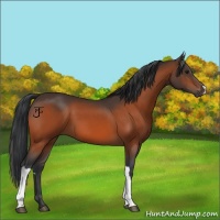 Horse Color:Bay 